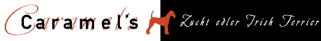 Caramels Irish Terrier