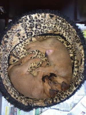 1 Siamesische = 2 Irish