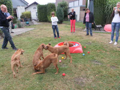 Pias Nachwuchstreffen Irish Terrier